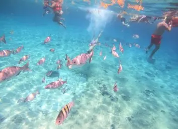 gente haciendo snorquel en cozumel en el tour en lancha transparente
