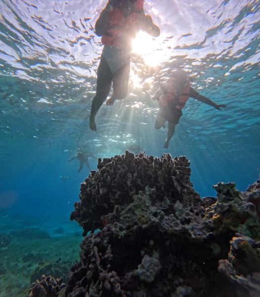 Personas haciendo snorkel sobre un arrecife de coral durante el tour en barco transparente en Cozumel.