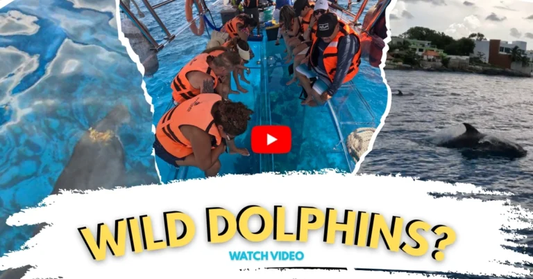 Official Transparent Boat Tours graphic showing wild dolphins in Cozumel. Best Cozumel Tours for nature lovers.
