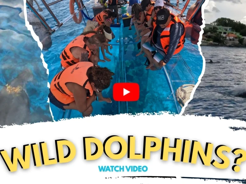 Official Transparent Boat Tours graphic showing wild dolphins in Cozumel. Best Cozumel Tours for nature lovers.