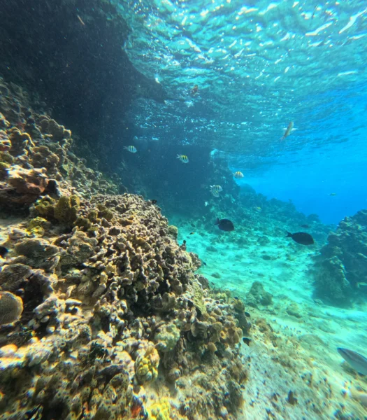 Una Aventura para Todos: El Mejor Tour Familiar en Cozumel 4 Vista submarina de un arrecife de coral colorido y peces tropicales en las aguas cristalinas de Cozumel.