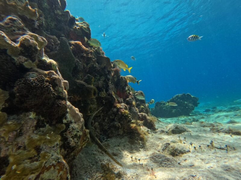Underground view of a healthy coral reef with colorful tropical fish in Cozumel, emphasizing marine conservation.