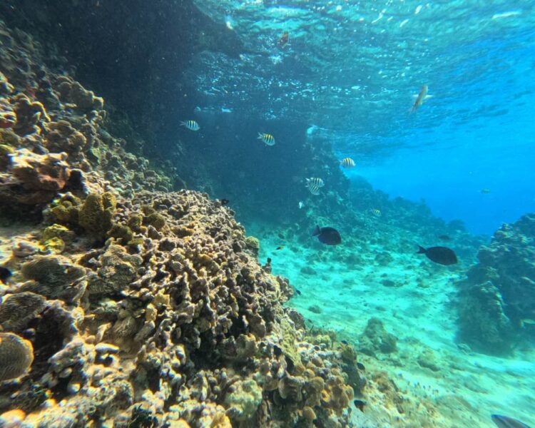 An authentic underwater photo taken from the glass floor of a transparent boat, showing a vibrant coral reef on the left, several fish species including surgeonfish and sergeant majors, and bright turquoise Caribbean water in Cozumel, Mexico.